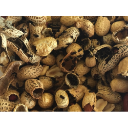 Peanutbiller - Palembus ocularis