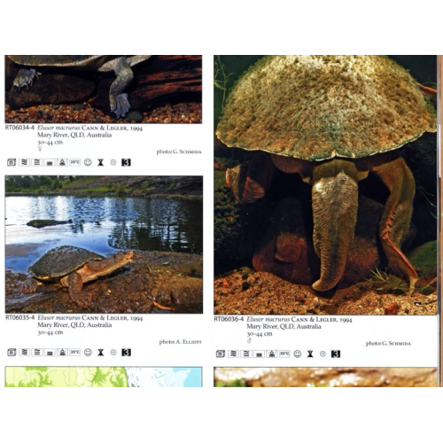 Billeder af slangehals skildpadder fra australien i bogen Terralog Vol. 5 Turtles Of The World Australia og Ocean.