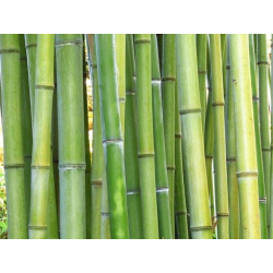 Grøn Bambus til klatrende krybdyr.