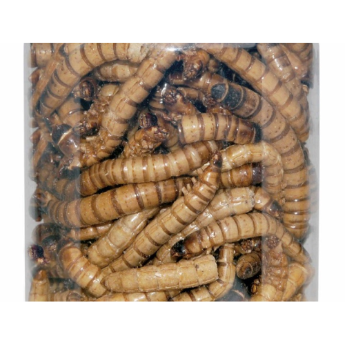 Dragon - Crispy Food - Tørret Zophobas larver