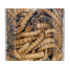 Dragon - Crispy Food - Tørret Zophobas larver