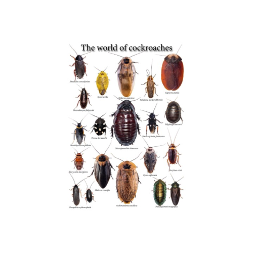 Verden af Kakerlakker (plakat)