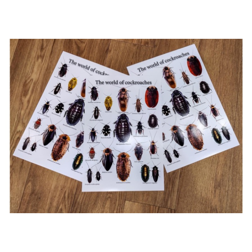 Verden af Kakerlakker (plakat)
