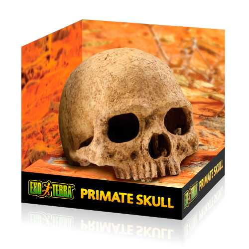 Exo Terra Primate Skull