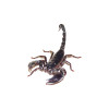 Asiatisk jungle scorpion (Heterometrus cyaneus) er en god begynder skorpion. køb online her!