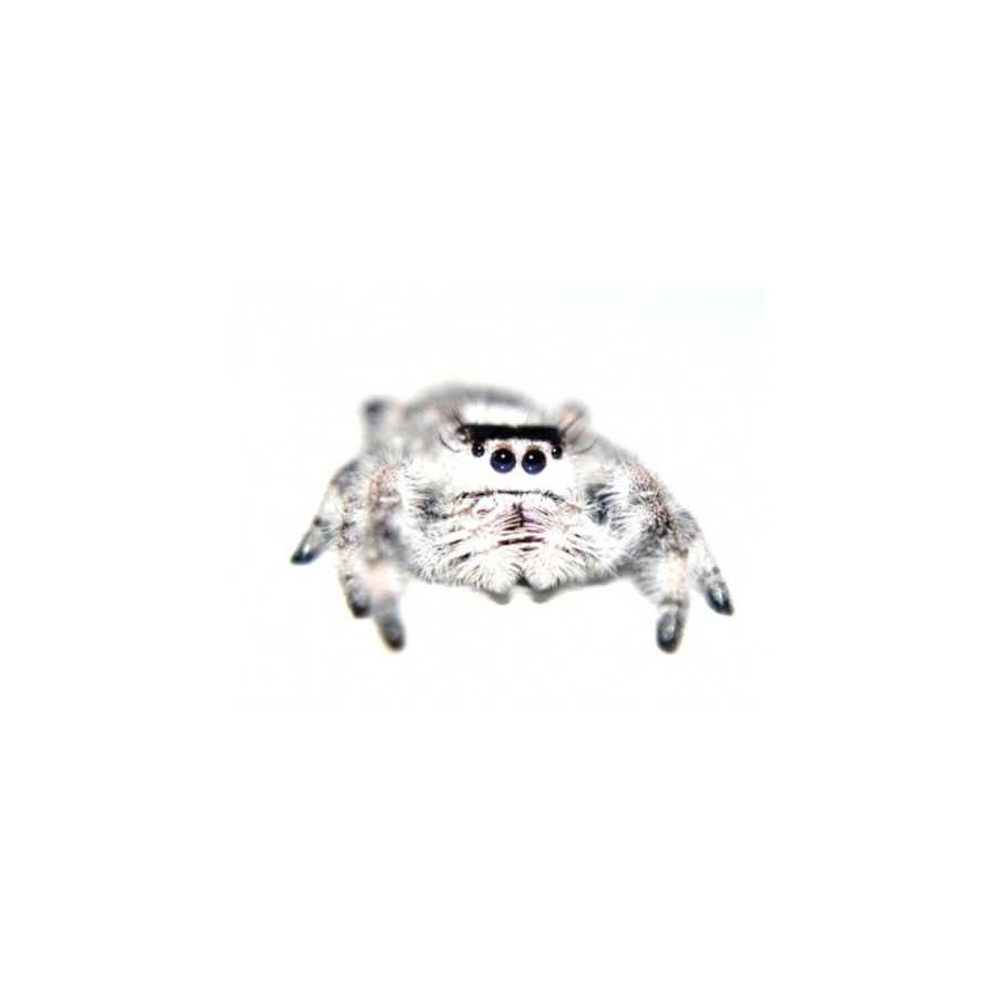 Spring Edderkop - Phidippus regius "White Bahama"