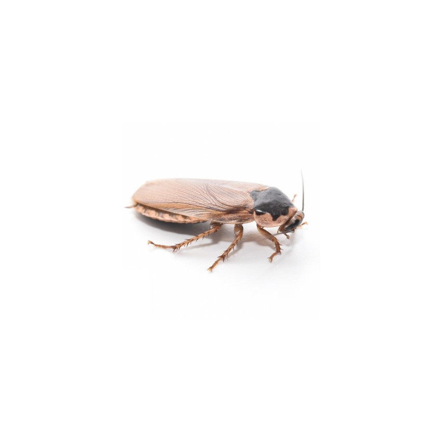 Pallida Kakerlakker (Phoetalia Pallida) 20stk.