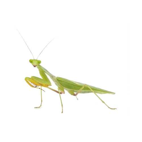 Knæler - Sphodromantis lineola