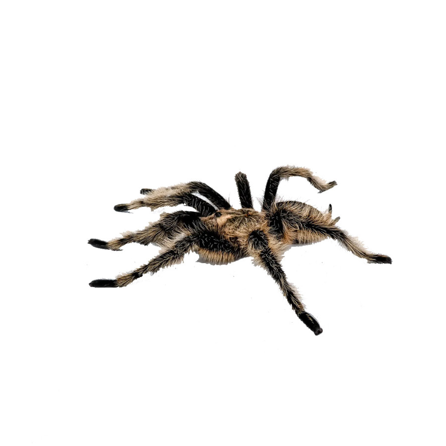 Edderkop - Tliltocatl albopilosus Nicaragua