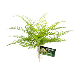 Zoo Med Naturalistic Flora – Lace Fern