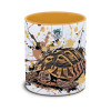 Kaffekop Græsk landskildpadde/Testudo hermanni