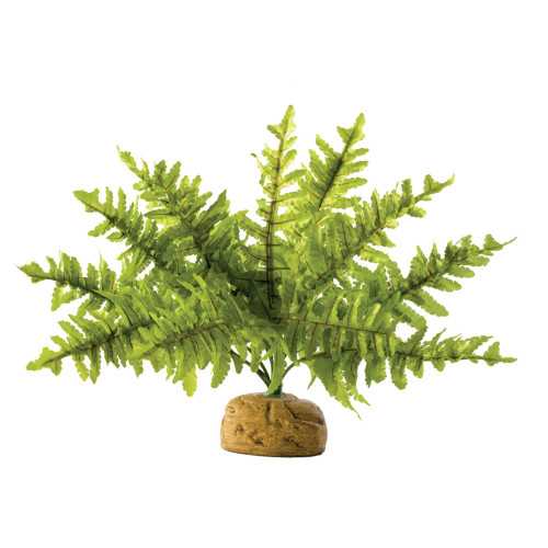 Exo Terra Boston Fern - Small