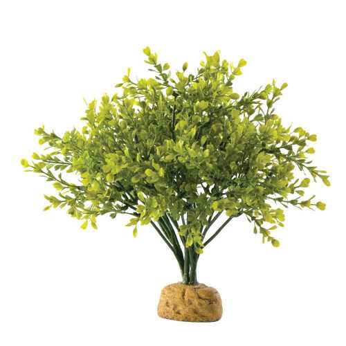 Exo Terra Boxwood Bush