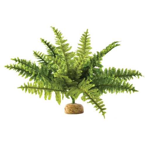 Exo Terra Boston Fern - Medium