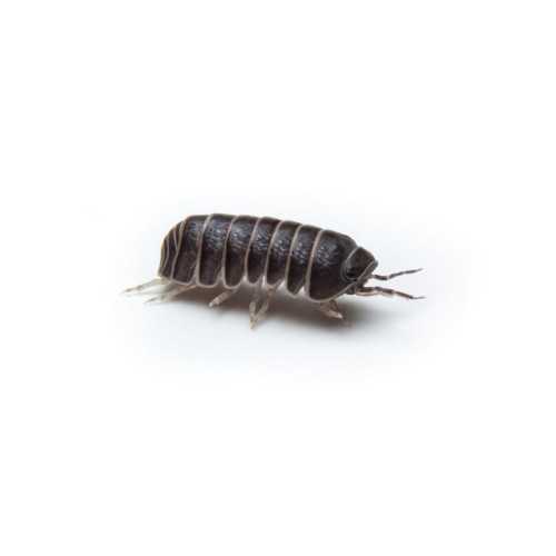 Bænkebidere - Armadillidium Officinalis 5 stk.