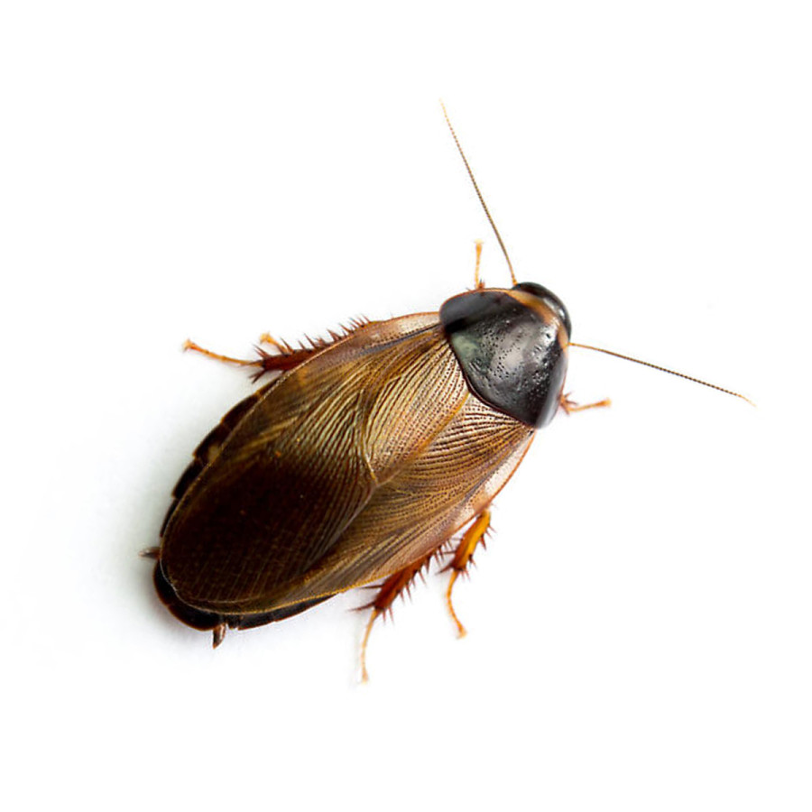Jord Kakerlakker - Pycnoscelus surinamensis 10 stk.