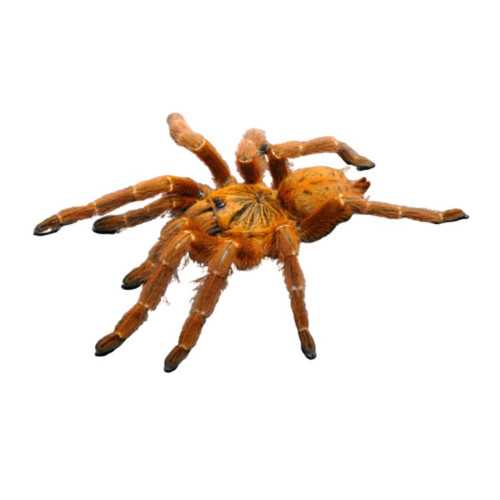 Pterinochilus murinus (RCF) også kendt som baboon spider. Her er der tale om red colour form. Køb online her!