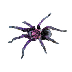 Pamphobeteus machala også kendt som lille stjernestøvs edderkop kommer fra equador og er ret så imponerende at se på. Køb her!