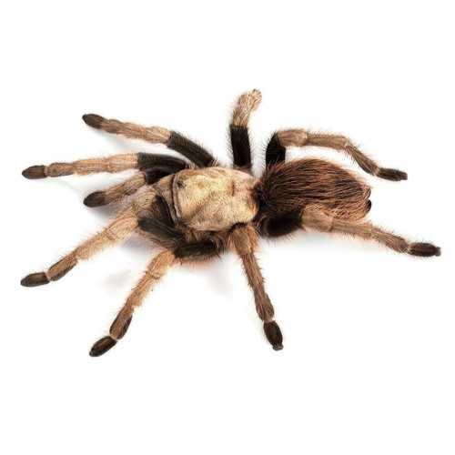 Edderkop - Aphonopelma eutylenum
