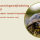 Pasningsvejledning til græsk landskildpadde (Testudo hermani (boetgeri)