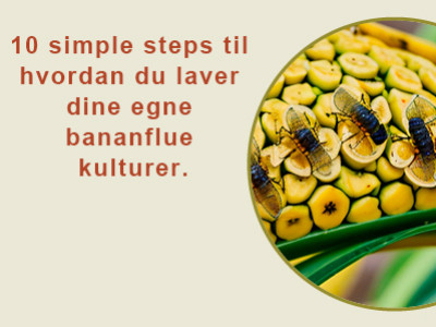 10 simple steps til hvordan du laver dine egne bananflue kulturer.