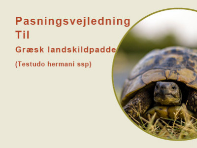Pasningsvejledning til græsk landskildpadde (Testudo hermani (boetgeri)